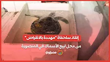 إنقاذ سلحفاة "مهددة بالانقراض" من محل لبيع الأسماك في المنصورة.. ما القصة؟