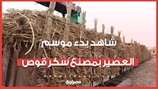 يا أبواللبايش يا قصب..شاهد بدء موسم العصير بمصنع سكر قوص