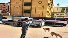 بالصور- حملات بيطرية بأسوان لتطعيم الكلاب الضالة ضد السعار