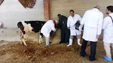 الزراعة": تحصين 1.7 مليون رأس ماشية ضد "الحمى القلاعية" حتى الآن 
