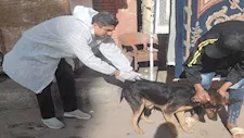 بعد وفاة مسن وإصابة طفل.. حملة لتحصين كلاب الشوارع ببورسعيد (صور)