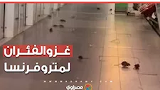 الفئران تغزو مترو فرنسا وتثير الرعب.. فهل تواجه المدن أزمة متصاعدة؟