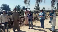 الفئران تهاجم المحاصيل.. ماذا تفعل الزراعة لمواجهة هجمات القوارض في الأقصر؟ -صور