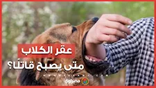 بعد حادثة العاشر من رمضان.. رئيس بحوث بمعهد الصحة الحيوانية يوضح: متى يكون العقر قاتلاً؟