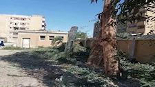 إحالة مسؤولي مدرستين بسوهاج للتحقيق بسبب التقليم الجائر لأشجار معمرة - صور