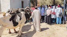 الزراعة تنفذ 262 قافلة بيطرية مجانية في 269 قرية خلال سبتمبر