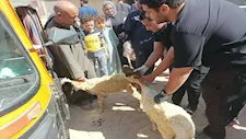 محافظ أسيوط: علاج 1643 ماشية خلال قافلة بيطرية مجانية بقرية الزاوية