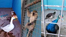  "مصراوي" يرصد أسرار الحيوانات البرية في حديقة النيل بسوهاج -فيديو صور