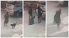 بالصور- شاب يتصدى لكلب مسعور هاجم الأطفال في المنيا