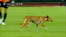 كلب يقتحم الملعب ويوقف مباراة البنك الأهلي والمصري (صور)
