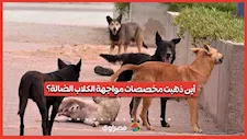 نائبة تطالب الحكومة بالكشف عن حجم الإنفاق على خطة مواجهة الكلاب الضالة
