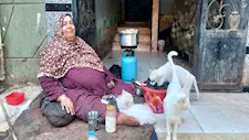 حكاية سيدة بالمنوفية تتحدى ظروفها الصحية وترعى 33 قطة بالمنوفية - فيديو وصور