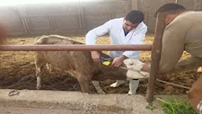 حملة قومية لتحصن المواشي ضد الحمى والوادي المتصدع بالدقهلية (صور)