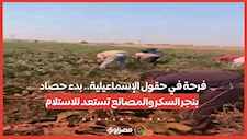 فرحة في حقول الإسماعيلية.. بدء حصاد بنجر السكر والمصانع تستعد للاستلام