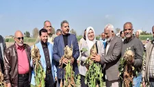 الصور- مديرية الزراعة بالإسماعيلية تعلن انطلاق موسم حصاد بنجر السكر