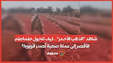 شاهد "الذهب الأحمر".. كيف تتحول طماطم الأقصر إلى عملة صعبة تُصدر لأوروبا؟