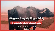 استقبلوها بالبرسيم.. زفة شعبية لجاموسة مسروقة بعد استعادتها بالبحيرة