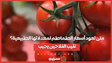 متى تعود أسعار الطماطم لمعدلاتها الطبيعية؟.. نقيب الفلاحين يجيب