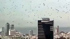 "ديلي ميل": أسراب من الغربان السود تُثير الذعر فوق تل أبيب