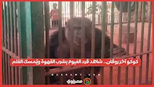 كوكو آخر روقان.. شاهد قرد الفيوم يشرب القهوة ويُمسك القلم