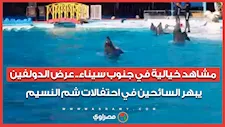 مشاهد خيالية في جنوب سيناء.. عرض الدولفين يبهر السائحين في احتفالات شم النسيم