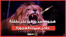  أصابها في الوجه.. تفاصيل هجوم أسد صغير على طفلة داخل سيرك العجوزة 