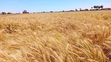 عيد حصاد القمح.. محافظ الإسكندرية يتفقد صومعة كينج مريوط اليوم