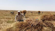 لو غاب القطن ألعب يا كتان.. صحراء المنيا تتزين بـ 600 فدان بالمحصول النسيجي لأول مرة -صور