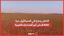 الكتان ينجح في المنيا لأول مرة.. 600 فدان تنير الصحراء الغربية