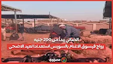 الضاني يبدأ من 200 جنيه.. رواج في سوق الاغنام بالسويس استعدادا لعيد الاضحى