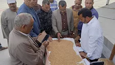 موسم الخير بدأ.. محافظ المنيا يعلن استلام 10 آلاف طن قمح خلال 5 أيام 