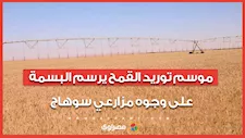 من الحقول إلى الصوامع.. موسم توريد القمح يرسم البسمة على وجوه مزارعي سوهاج