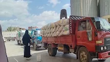 بالصور- توريد 890 طن قمح في كفر الشيخ 