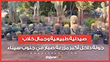 صيدلية طبيعية وجمال خلاب.. جولة داخل أكبر مزرعة صبار في جنوب سيناء