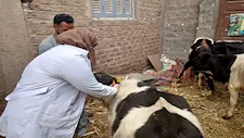 اليوم.. انطلاق أكبر حملة لتحصين الماشية بجميع مراكز وقرى البحيرة