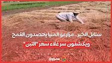 سنابل الخير.. مزارعو المنيا يحصدون القمح ويكشفون سر غلاء سعر "التبن"