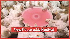 ليه الفراخ بتكبر في 35 يوم؟.. صاحب مزرعة دواجن يكشف الحقيقة الكاملة عن