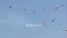 بالصور- أسراب الطيور المهاجرة تنفذ حركات بهلوانية في سماء سيناء