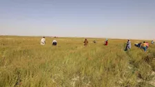 بالصور- لمنيا تنجح في زراعة الكتان.. 600 فدان تحول الصحراء إلى واحة خضراء-