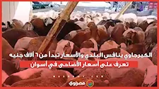 الكيرجاوي ينافس البلدي والأسعار تبدأ من 6 ألاف جنيه .. تعرف على أسعار الأضاحى في أسوان