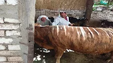 تحصين 37 ألف رأس ماشية ضمن الحملة القومية ضد الحمى القلاعية بالمنيا