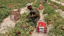 أبرزها المانجو والطماطم.. مسؤول بالزراعة: تغير المناخ يهدد 7 محاصيل