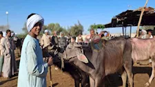 "ابعد عن السمسار".. تجار بأسيوط يقدمون نصائح قبل شراء أضحية العيد