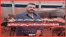 "السوبر" بـ210 جنيهات.. جولة داخل معلف مواشي بالشرقية لمعرفة أسعار الأضاحي وطرق اختيار الأجود