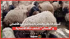 أسعار الخراف والماعز بالمنيا قبل عيد الأضحى.. و "الأسنان" تكشف حالة الأضحية...