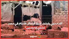 من البرقي للرحماني.. أقدم مربي يكشف أسرار فصائل الأغنام في مصر: تشتري إيه ومنين؟