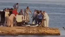 بعد ظهورها على شواطئ القصير.. صيادون يتمكنون من اصطياد سمكة القرش