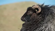 أغرب 5 أنواع من سلالات الأغنام حول العالم (صور) 
