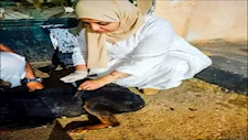جنوب سيناء تطلق حملة لتحصين الكلاب ضد مرض السعار 