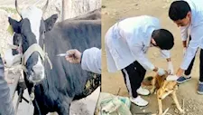 الجيزة: تعقيم وتحصين 1254 كلبًا حرًا.. وضبط 33 طن لحوم فاسدة